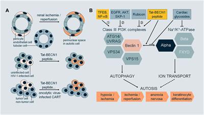 Autosis as a selective type of cell death